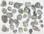 Flat: Partial, Unprepped Eldredgeops Trilobites - + Pieces #101595-1
